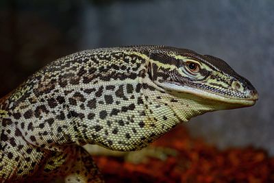 Close-up of lizard