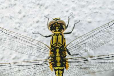 Close-up of dragonfly on plant