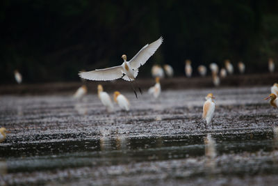 Seagulls flying over lake