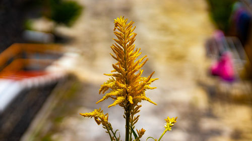 Close-up of yellow flowering plant