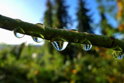 Close-up of water drops on plant