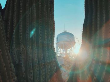 Low angle view of sunlight streaming through plants against sky