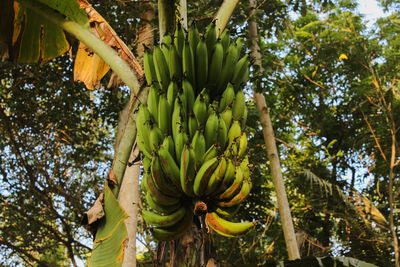 Low angle view of fruits hanging on tree
