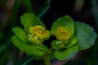 Close-up of flowering plant