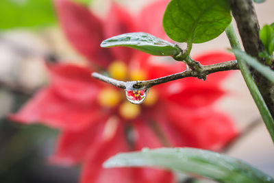 Close-up of wet red flower