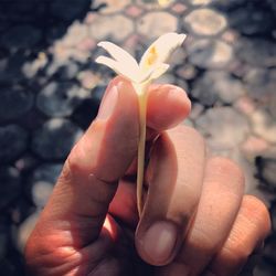 Close-up of hand holding flower