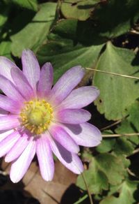 Close-up of flower blooming outdoors