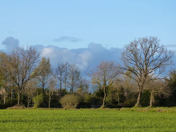 Trees on field against sky