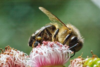 Close-up of bee on flower