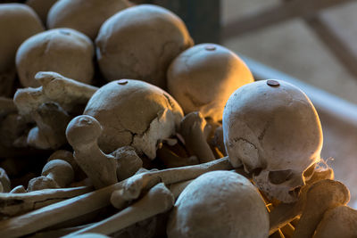 Close-up of human skulls