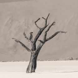 Bare trees against sky