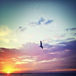 Silhouette of bird flying over sea