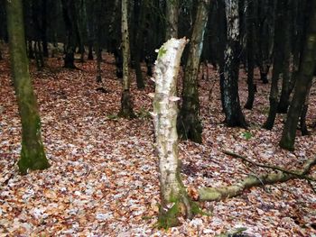 Trees in forest