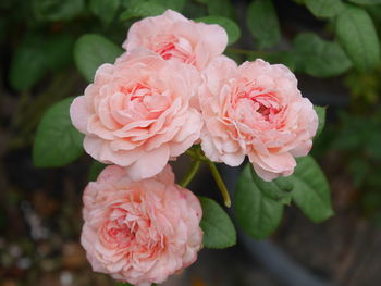 Close-up of pink rose flower