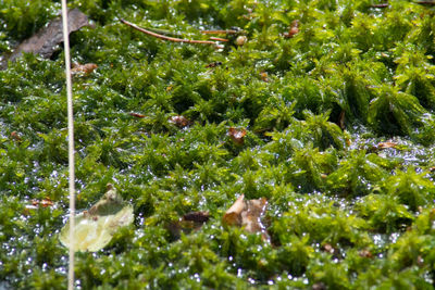 Full frame shot of plants in water