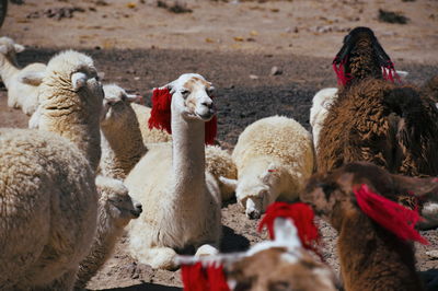 Flock of sheep on field