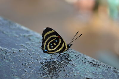 Close-up of butterfly