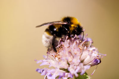 Close-up of bee on flower