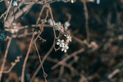 Close-up of red flowering plant against blurred background