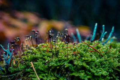 Close-up of plants growing on the forrest floor 