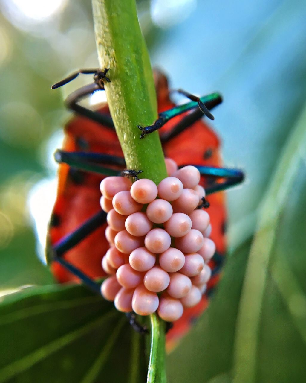 close-up, insect, freshness, focus on foreground, green color, food and drink, food, healthy eating, selective focus, growth, leaf, red, plant, nature, fruit, day, animal themes, no people, wildlife, outdoors