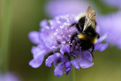 Close-up of bee pollinating on purple flower and gathering nectar