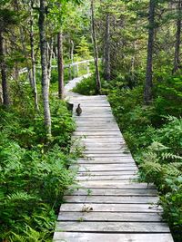 Boardwalk amidst trees in forest