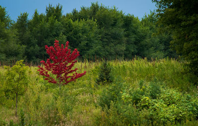 Red flowering plants on land against sky