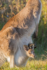 Kangaroo with joey standing on field