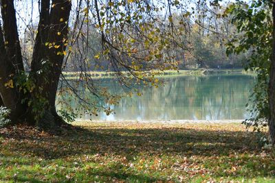 Scenic view of lake in forest during autumn