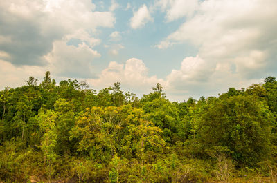 Scenic view of trees against sky