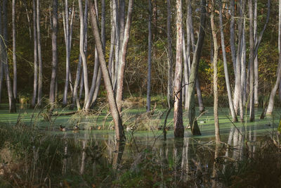 Scenic view of lake in forest