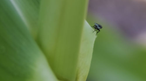 Close-up of fly on leaf