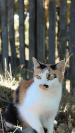 Portrait of cat on street