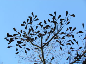 Low angle view of flowers against clear sky