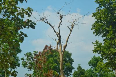 Low angle view of trees against sky