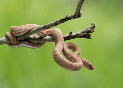 Close-up of snake on branch