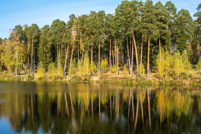 River bank with tall pine trees reflected in the water on a sunny autumn day.