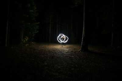 Illuminated trees in forest at night