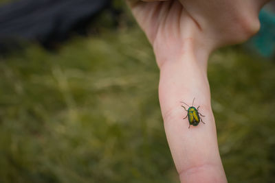 Close-up of insect on hand