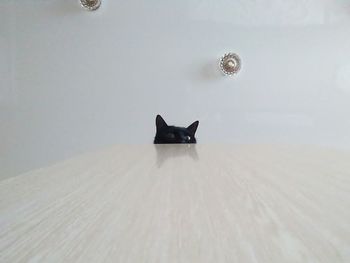 Dog on snow against sky