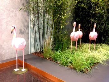 Pink flowers against white wall