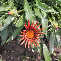 Close-up of red flower