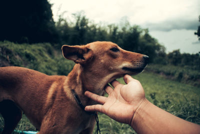 Close-up of hand holding dog on field