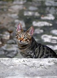 Portrait of cat sitting outdoors