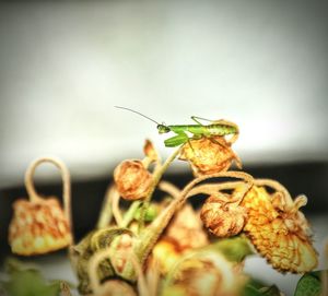 Close-up of plant against blurred background