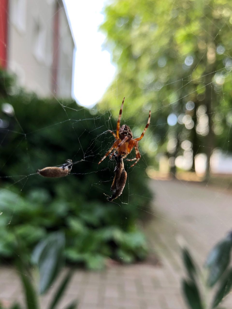 SPIDER ON WEB