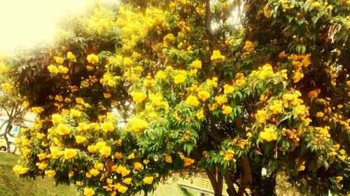 Yellow flowers growing on tree trunk