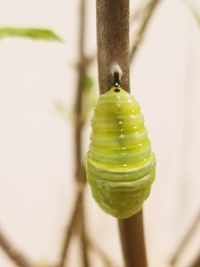 Close-up of plant against blurred background