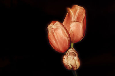 Close-up of rose against black background